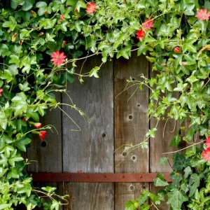 Passiflora Coccinea Vine Red - Passion Flower - Live Plant - 4 inch Pot - Image 3