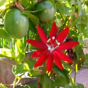 Passiflora Coccinea Vine Red - Passion Flower - Live Plant - 4 inch Pot - Image 1