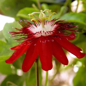 Passiflora Coccinea Vine Red - Passion Flower - Live Plant - 4 inch Pot - Image 4