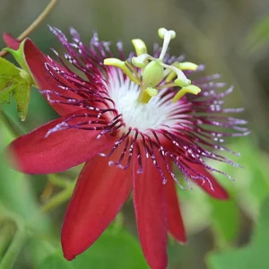 Passiflora Coccinea Vine Red - Passion Flower - Live Plant - 4 inch Pot - Image 5
