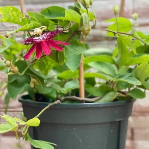 Passiflora Coccinea Vine Red - Passion Flower - Live Plant - 4 inch Pot - Image 6