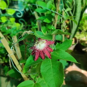 Passiflora Coccinea Vine Red - Passion Flower - Live Plant - 4 inch Pot - Image 7
