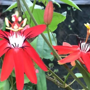 Passiflora Coccinea Vine Red - Passion Flower - Live Plant - 4 inch Pot - Image 8