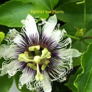 Passiflora Edulis Possum Purple Passion Fruit Live Plant - 4