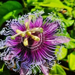 Passiflora Inspiration Live Plant – Exotic Flowering Vine – 4-8 inches Tall - Image 2