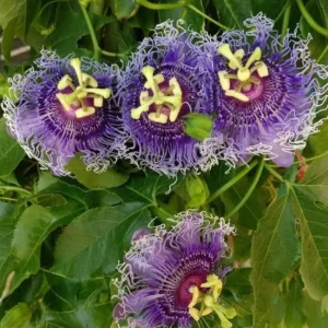 Passiflora Inspiration Live Plant – Exotic Flowering Vine – 4-8 inches Tall - Image 3