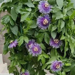 Passiflora Inspiration Live Plant – Exotic Flowering Vine – 4-8 inches Tall - Image 4