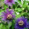 Passiflora Inspiration Live Plant – Exotic Flowering Vine – 4-8 inches Tall - Image 1