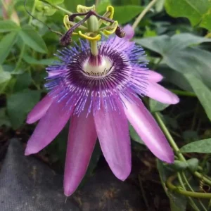Passiflora Lady Lavender Live Plant - 6-8" Tall Flower Vine for Garden - Image 2