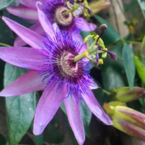 Passiflora Lady Lavender Live Plant - 6-8