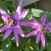 Passiflora Lady Lavender Live Plant - 6-8" Tall Flower Vine for Garden - Image 1