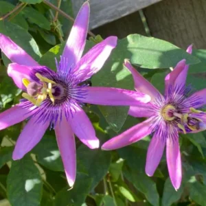 Passiflora Lady Lavender Live Plant - 6-8" Tall Flower Vine for Garden - Image 1