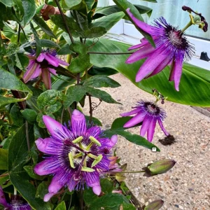 Passiflora Lady Lavender Live Plant - 6-8