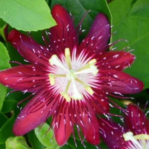 Passiflora Lady Margaret Flower Vine Live Plant - 5-8