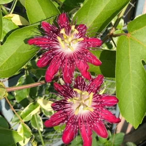 Passiflora Lady Margaret Flower Vine Live Plant - 5-8