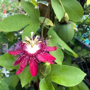 Passiflora Lady Margaret Flower Vine Live Plant - 5-8