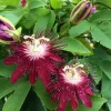 Passiflora Lady Margaret Flower Vine Live Plant - 5-8" Tall - Outdoor Garden - Image 1