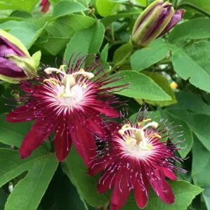 Passiflora Lady Margaret Flower Vine Live Plant - 5-8
