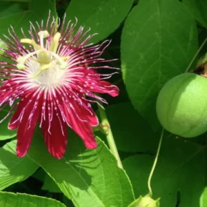 Passiflora Lady Margaret Flower Vine Live Plant - 5-8