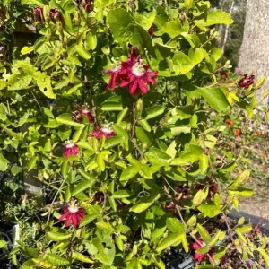 Passiflora Lady Margaret Flower Vine Live Plant - 5-8