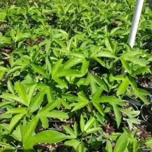 Passiflora Lady Margaret Flower Vine Live Plant - 5-8