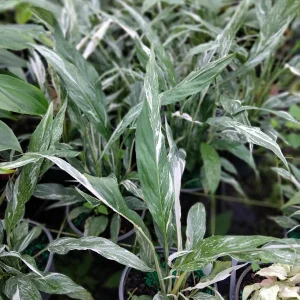 Peace Lily Live Plant - High Variegation, 6 inch Pot, Indoor Houseplant - Image 1