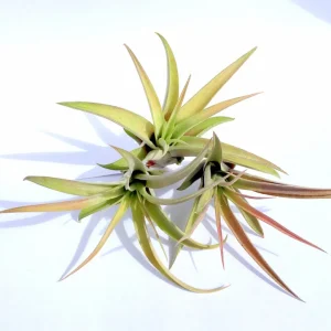 Peach Capitata Air Plant Mix - Set of 3 Tillandsia Live Plants, 4 inch, Indoor - Image 1
