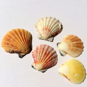 Pectin Shells Set of 30 Mixed Colors - Terrarium Decor & Craft Supplies - Image 2