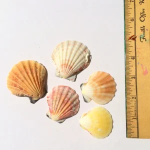 Pectin Shells Set of 30 Mixed Colors - Terrarium Decor & Craft Supplies - Image 3