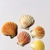Pectin Shells Set of 30 Mixed Colors - Terrarium Decor & Craft Supplies - Image 1