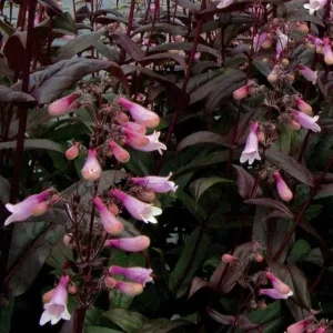 Penstemon Foxglove Beardtongue Live Plant – Hardy Perennial Wildflower Starter - Image 10