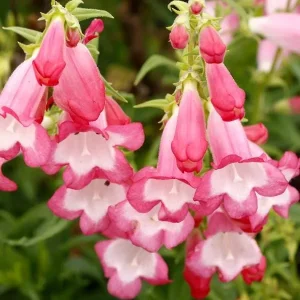 Penstemon Foxglove Beardtongue Live Plant – Hardy Perennial Wildflower Starter - Image 2