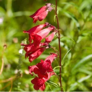 Penstemon Foxglove Beardtongue Live Plant – Hardy Perennial Wildflower Starter - Image 3