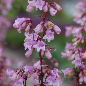 Penstemon Foxglove Beardtongue Live Plant – Hardy Perennial Wildflower Starter - Image 4