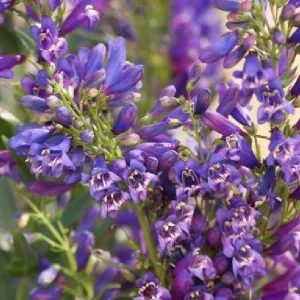Penstemon Foxglove Beardtongue Live Plant – Hardy Perennial Wildflower Starter - Image 5