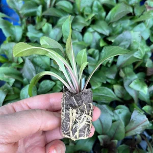 Penstemon Foxglove Beardtongue Live Plant – Hardy Perennial Wildflower Starter - Image 6