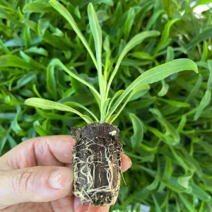 Penstemon Foxglove Beardtongue Live Plant – Hardy Perennial Wildflower Starter - Image 7