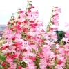 Penstemon Foxglove Beardtongue Live Plant – Hardy Perennial Wildflower Starter - Image 1