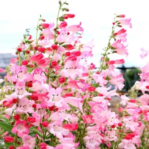 Penstemon Foxglove Beardtongue Live Plant – Hardy Perennial Wildflower Starter - Image 1