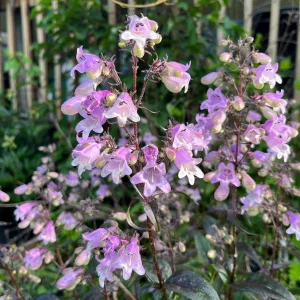Penstemon Foxglove Beardtongue Live Plant – Hardy Perennial Wildflower Starter - Image 9