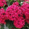 Pentas Cranberry Punch Live Plants - 2 Pack, 5-9" Tall, Egyptian Starcluster, Outdoor - Image 1