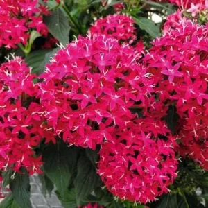 Pentas Cranberry Punch Live Plants - 2 Pack, 5-9