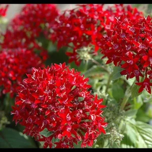 Pentas Cranberry Punch Live Plants - 2 Pack, 5-9