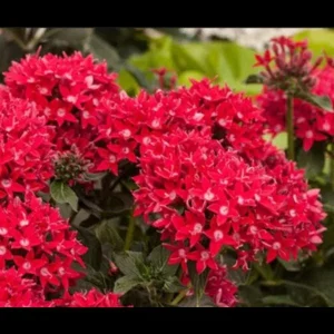 Pentas Cranberry Punch Live Plants - 2 Pack, 5-9