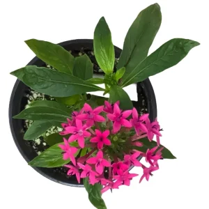 Pentas Jessica Punch Live Plant, Pack of 2, 5-9