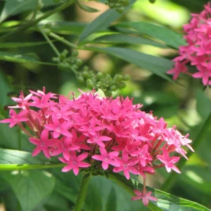 Pentas Jessica Punch Live Plant, Pack of 2, 5-9