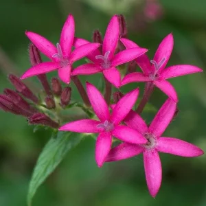 Pentas Jessica Punch Live Plant, Pack of 2, 5-9