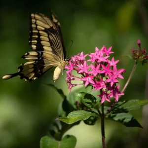 Pentas Jessica Punch Live Plant, Pack of 2, 5-9
