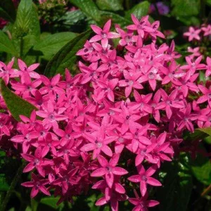 Pentas Jessica Punch Live Plant, Pack of 2, 5-9