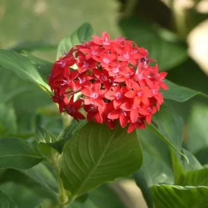 Pentas Pink Profusion Live Plant – Pack of 2 – 5-9" Tall – Egyptian Starcluster – Outdoor Flower - Image 2